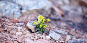 Finding Hope and Healing After Childhood Trauma 2