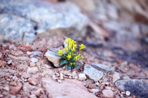Finding Hope and Healing After Childhood Trauma 2