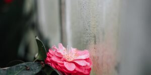 Grieving, But With Hope: Bible Verses About Grief
