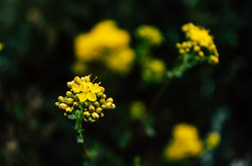 Group Counseling: What it is and How it Works 1