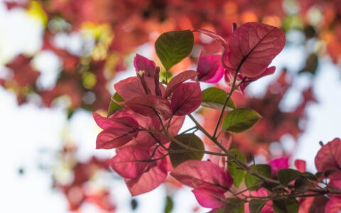 header-image